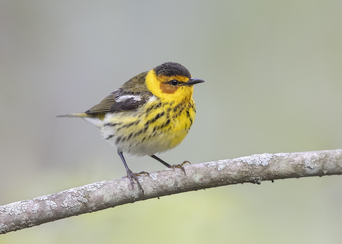 Cape May Warbler - ML648386644