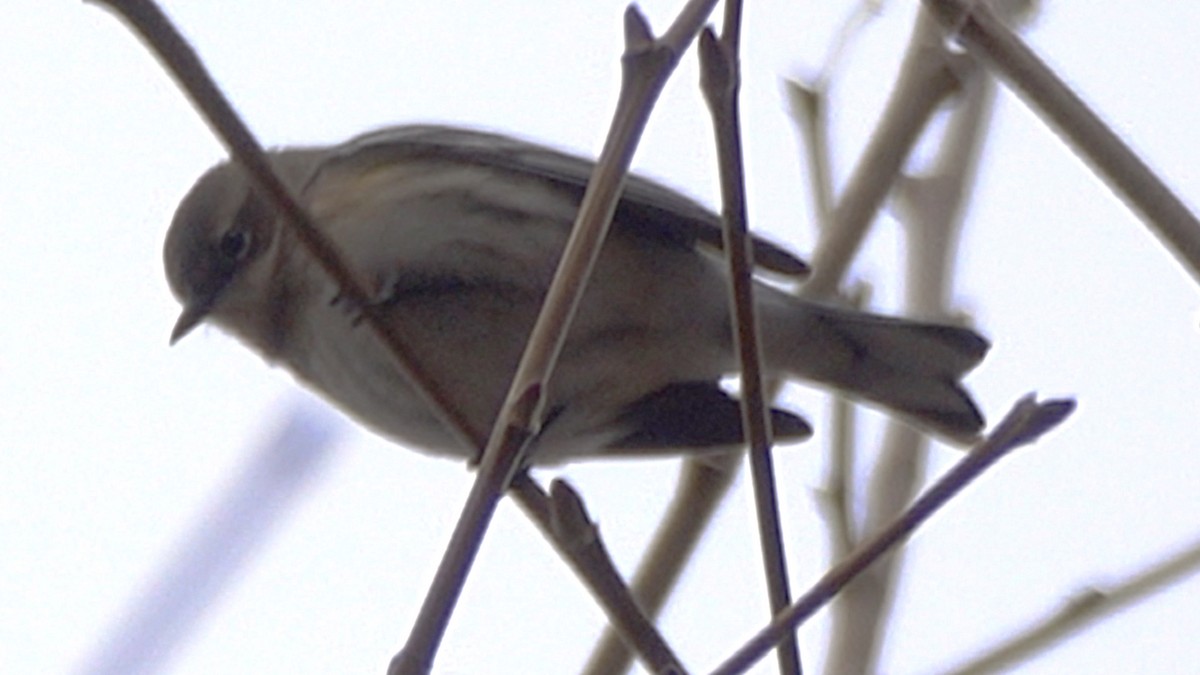 Yellow-rumped Warbler - ML648386683