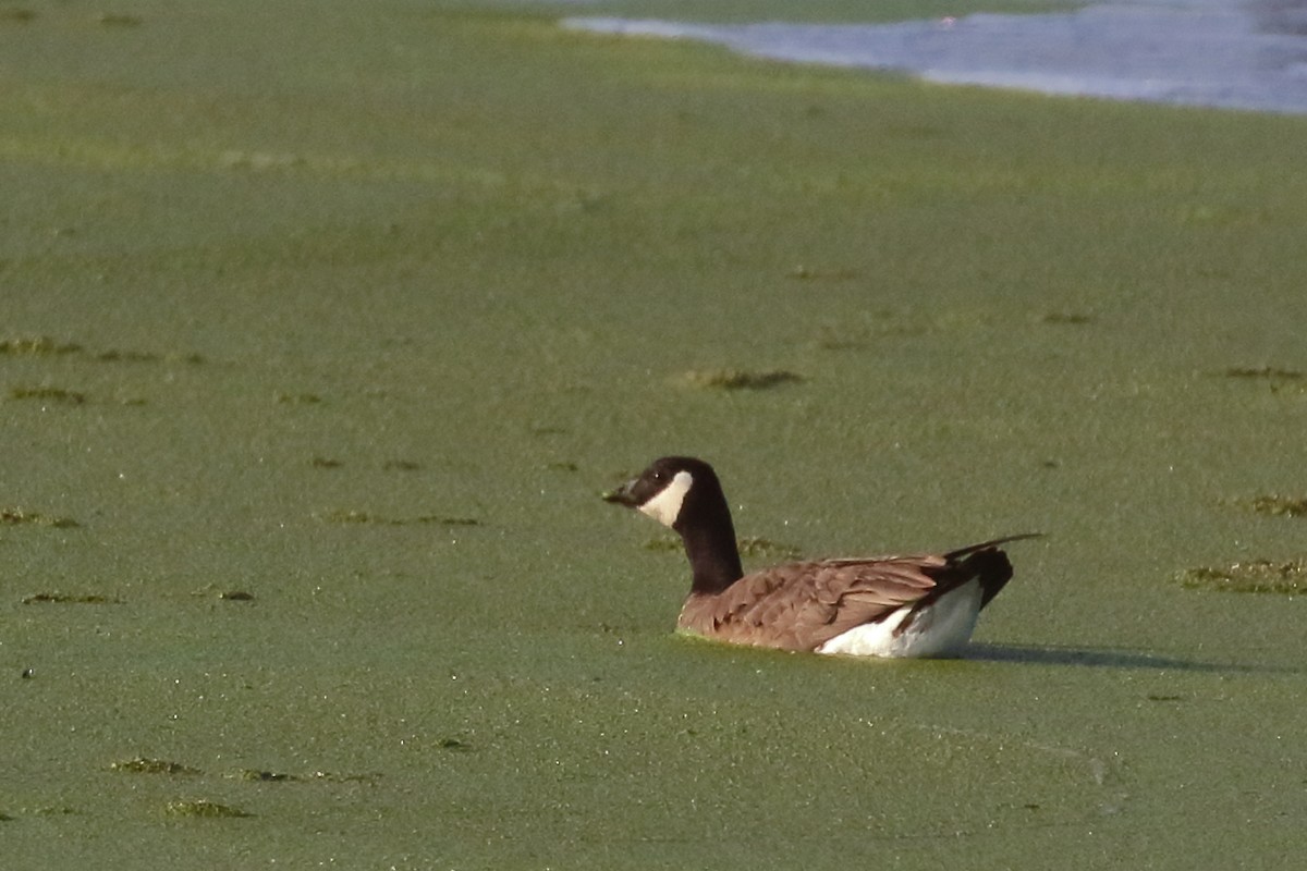 ברנטה גוצית - ML648386756