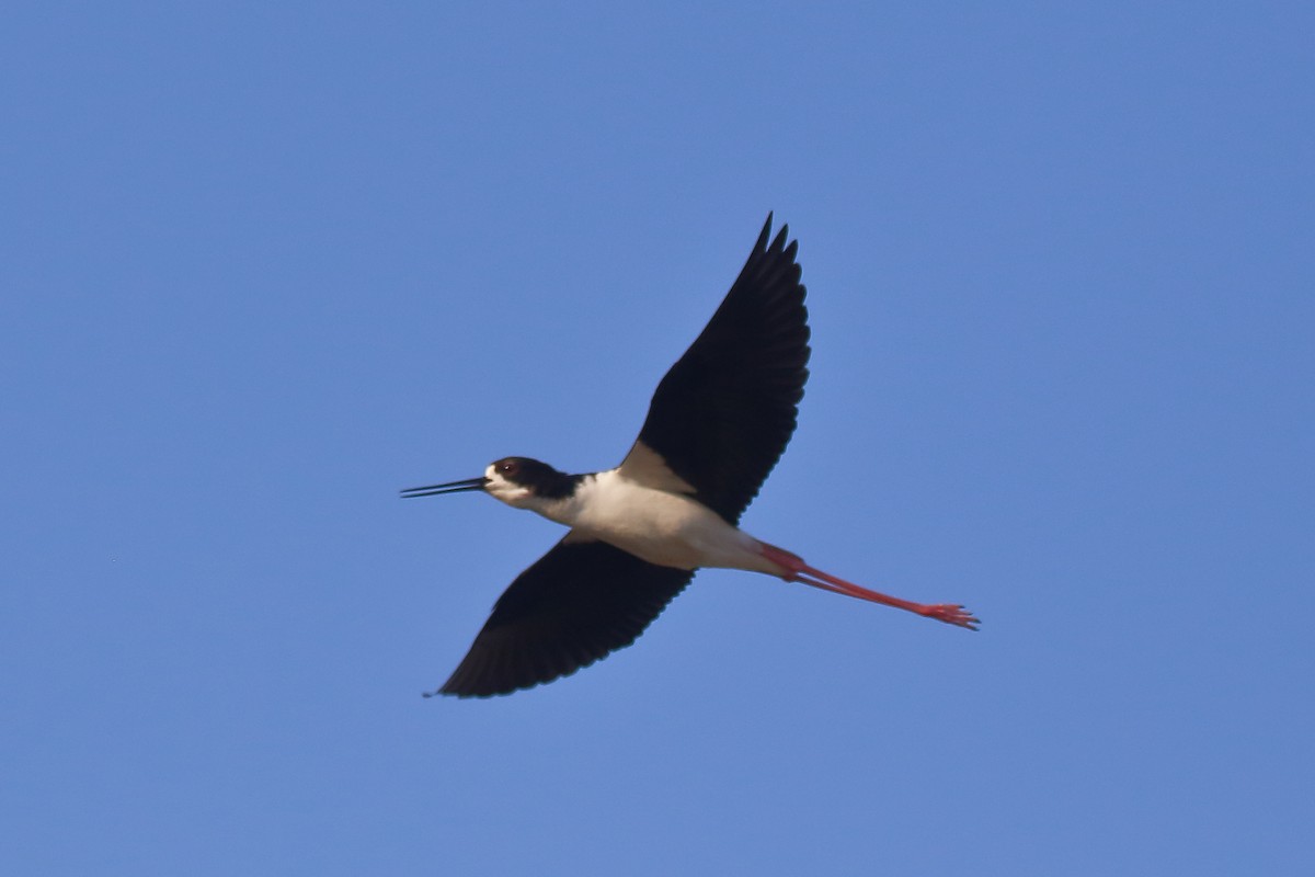 Black-necked Stilt (Hawaiian) - ML648386766