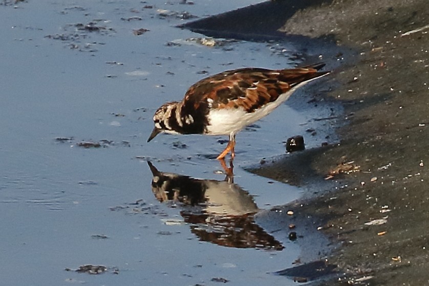 ארנריה אדמונית - ML648386782