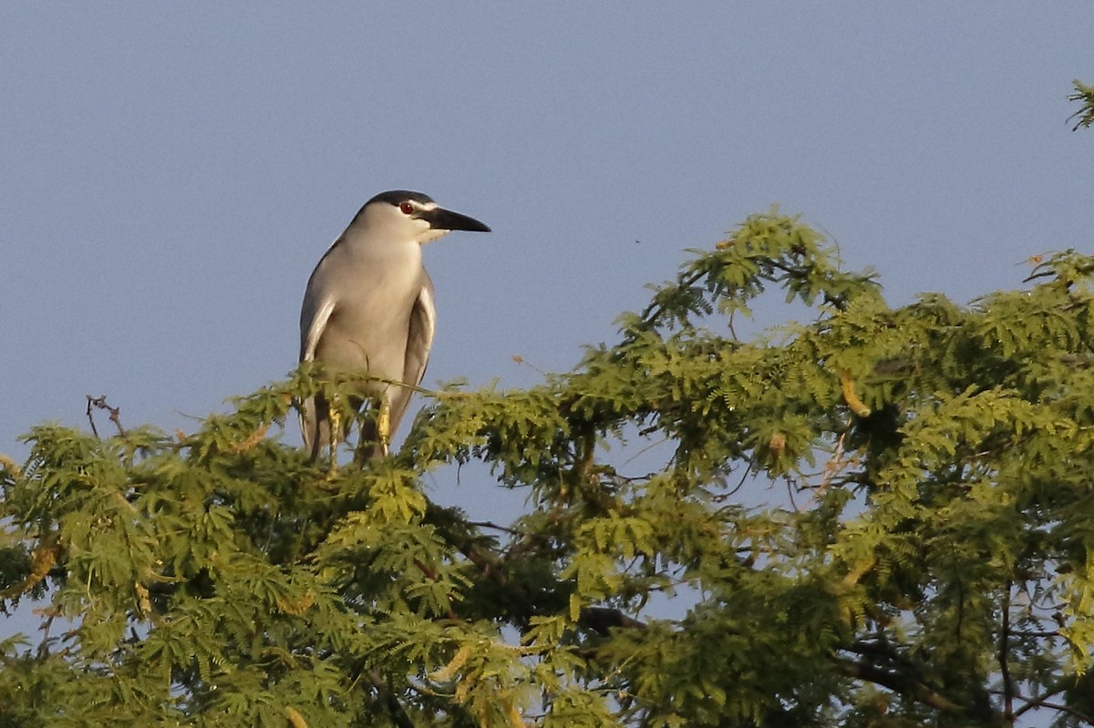 אנפת לילה - ML648386794