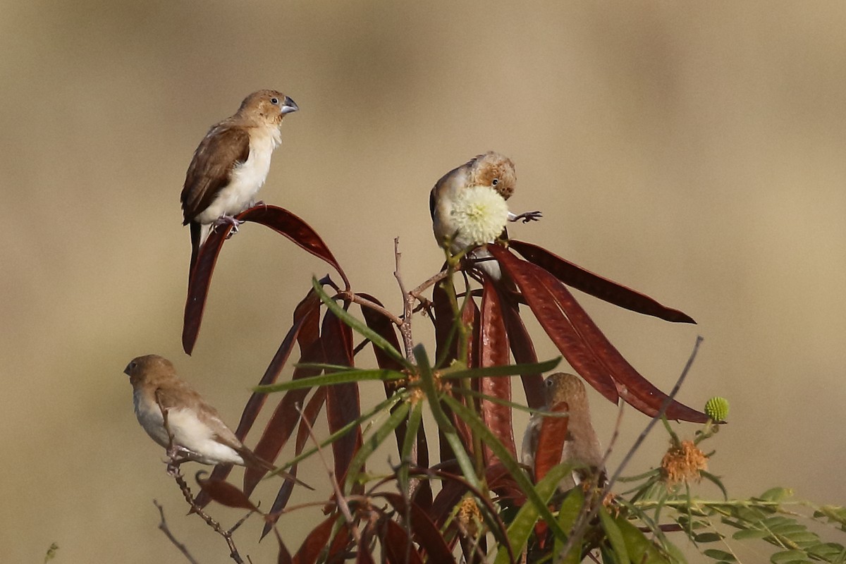 כסוף-מקור אפריקני - ML648386852