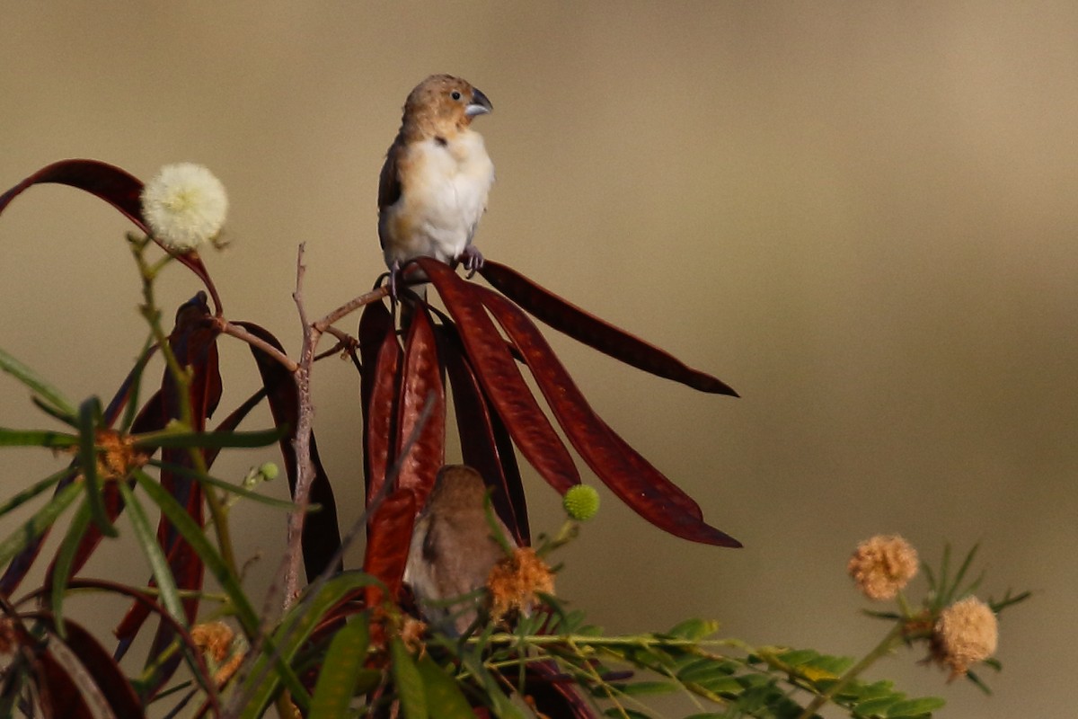 כסוף-מקור אפריקני - ML648386853