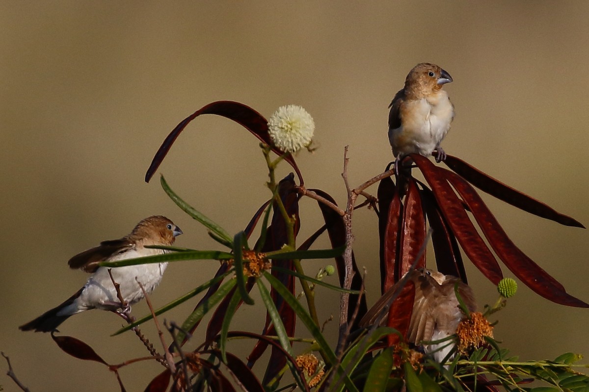 כסוף-מקור אפריקני - ML648386854