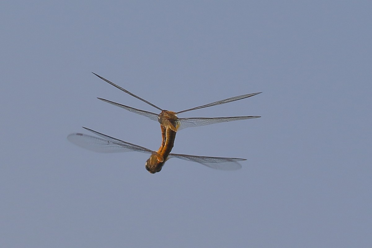 Common Green Darner - ML648386876