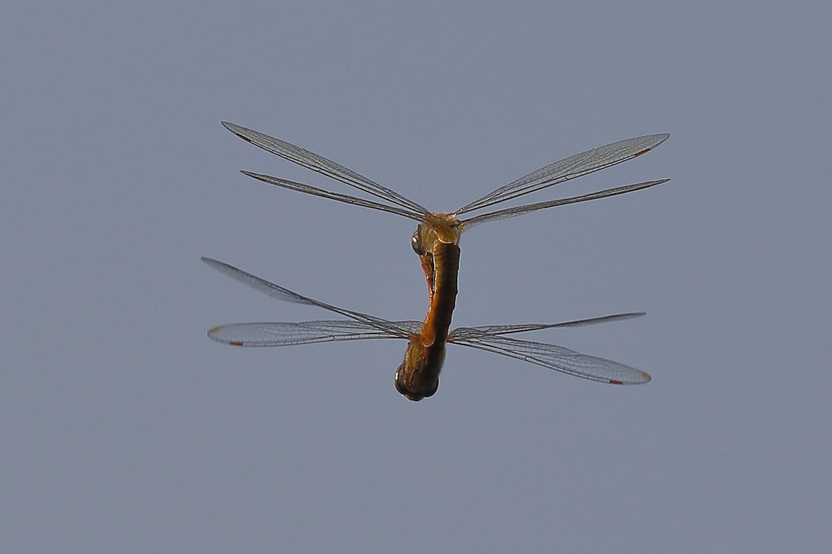 Common Green Darner - ML648386878