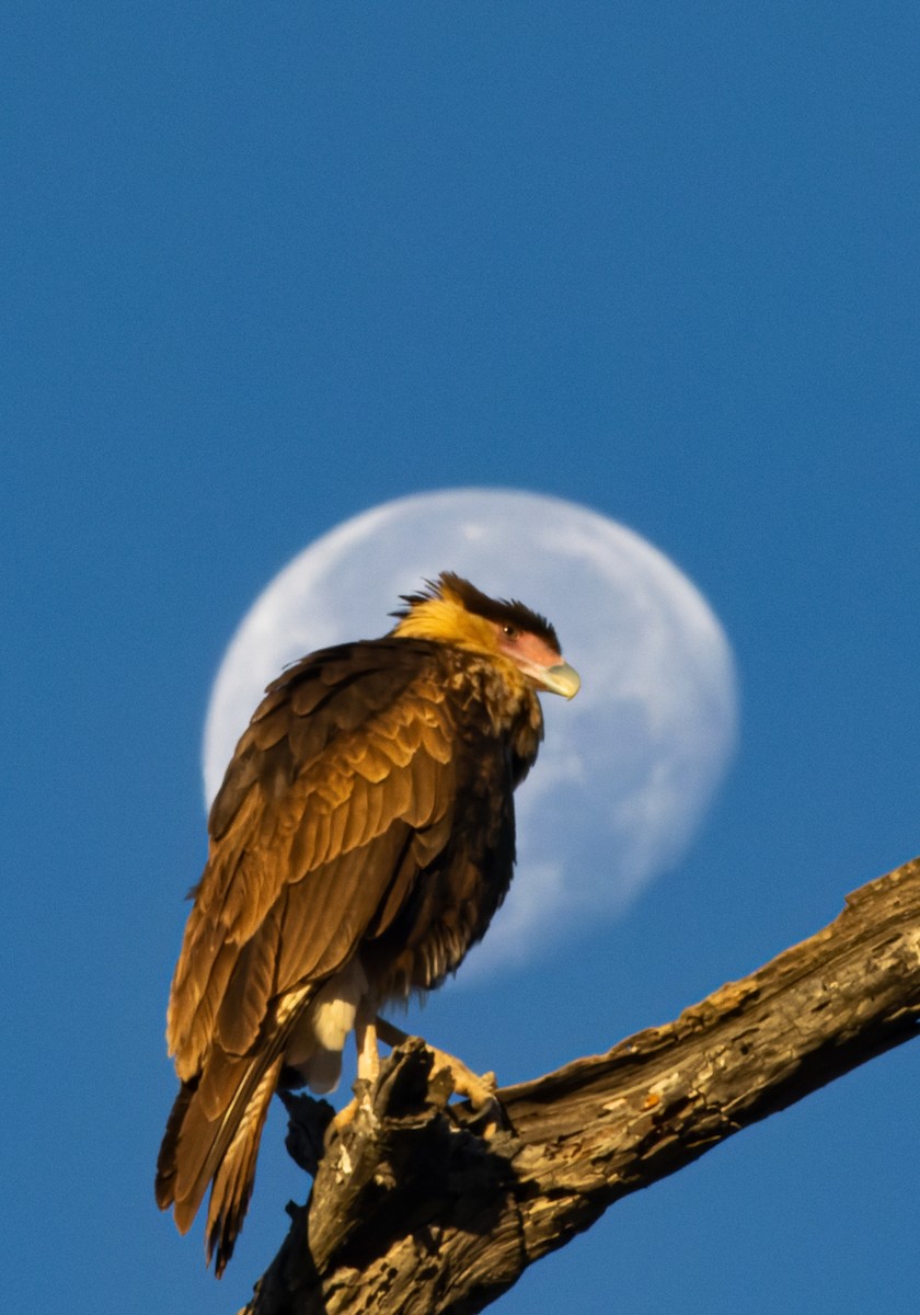 ミナミカラカラ（cheriway ） - ML648387801