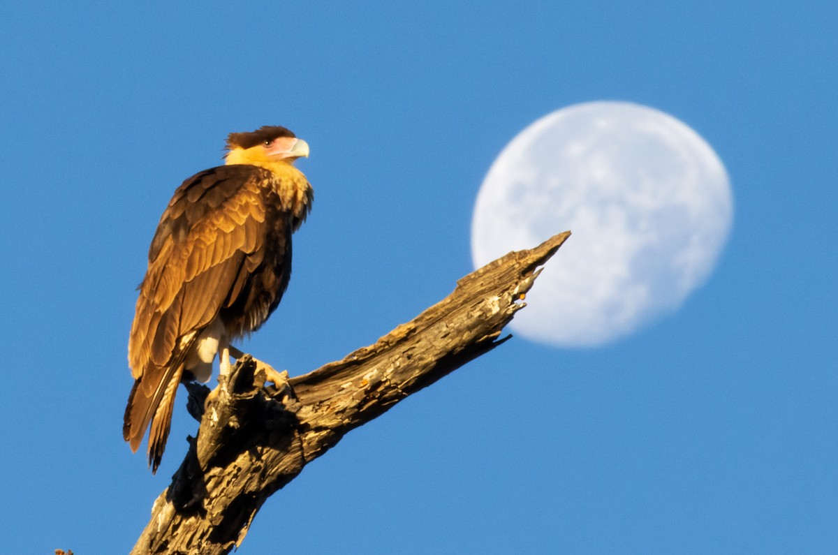 karančo jižní (ssp. cheriway) - ML648387802