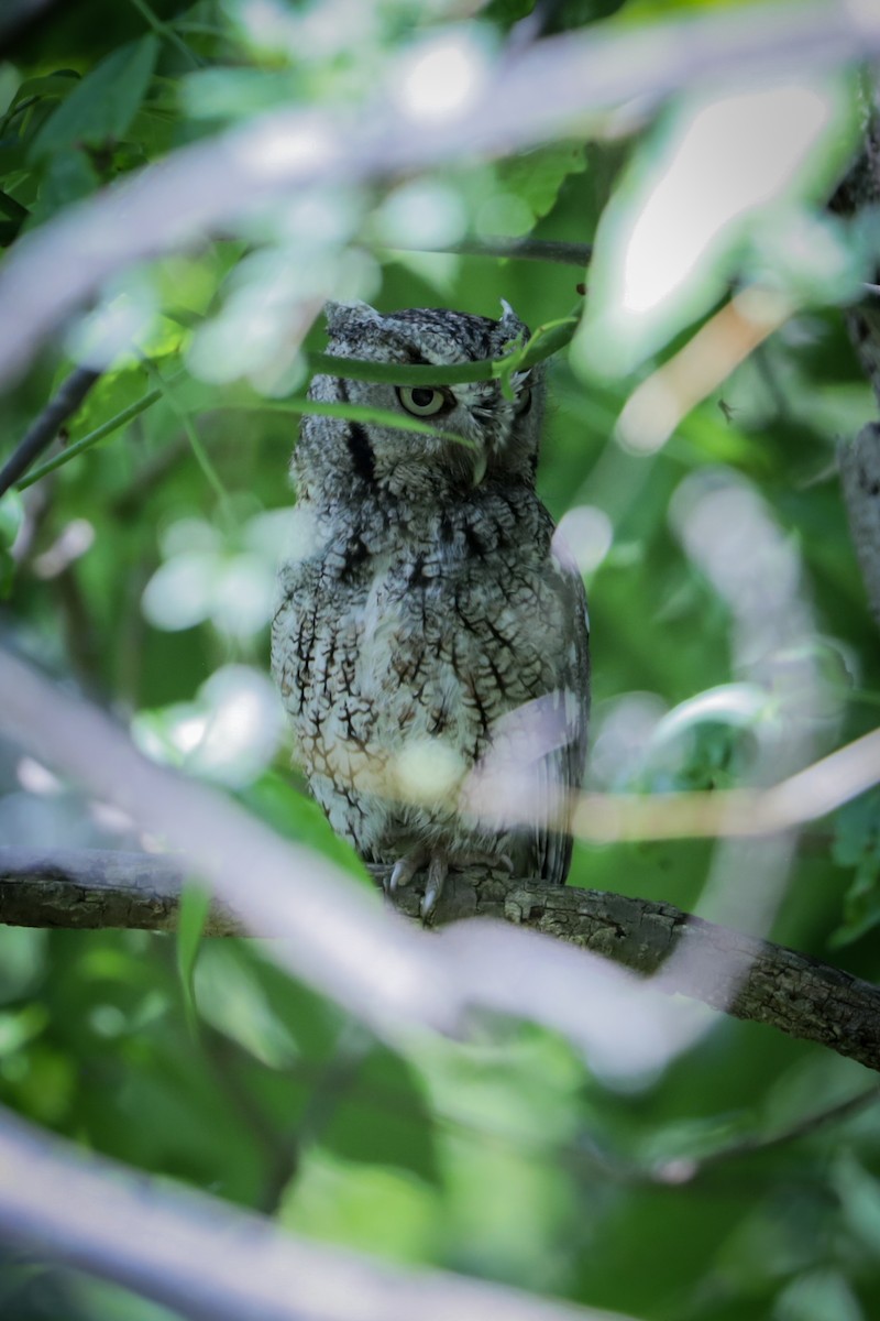 Eastern Screech-Owl - ML648388683
