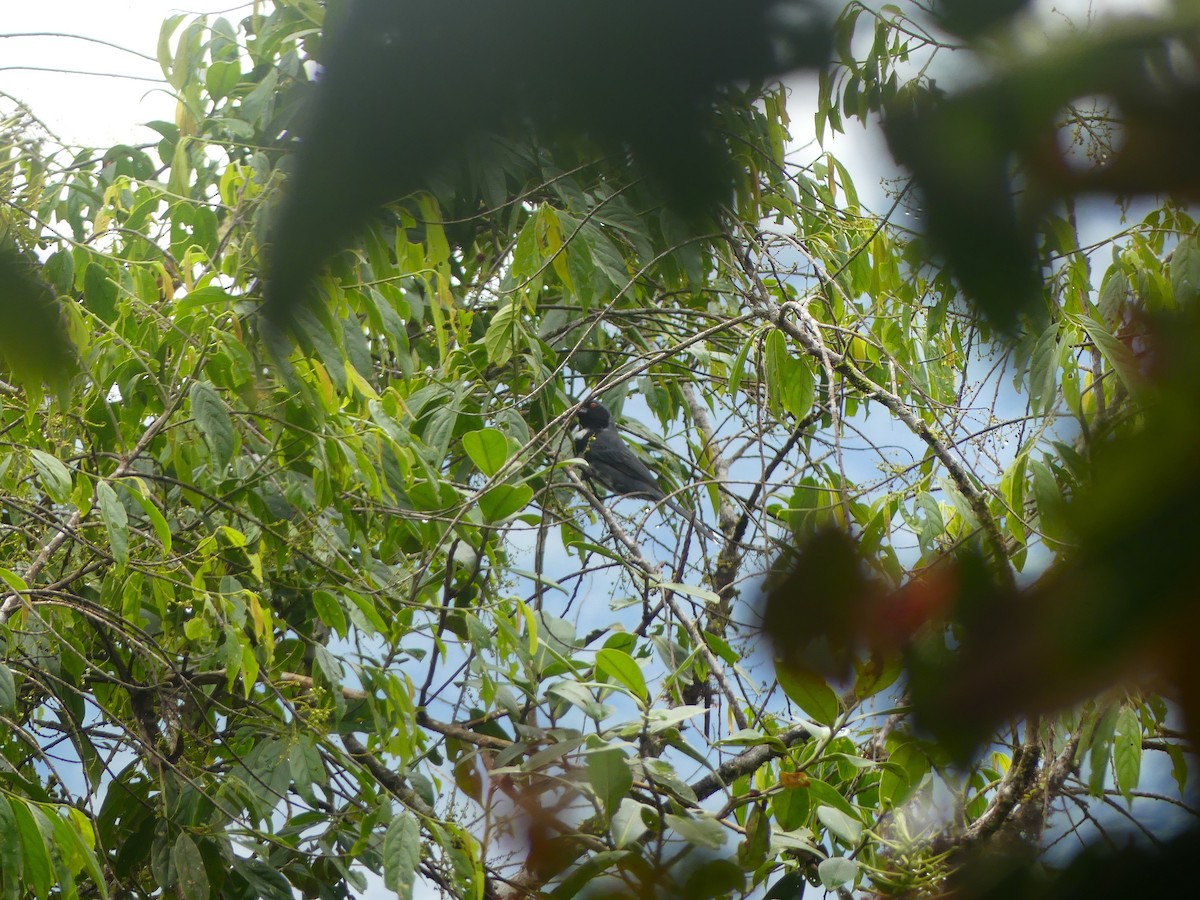 Masked Saltator - ML648388731