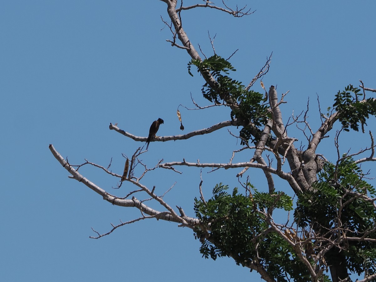 Боривітер смугастогрудий - ML648388914