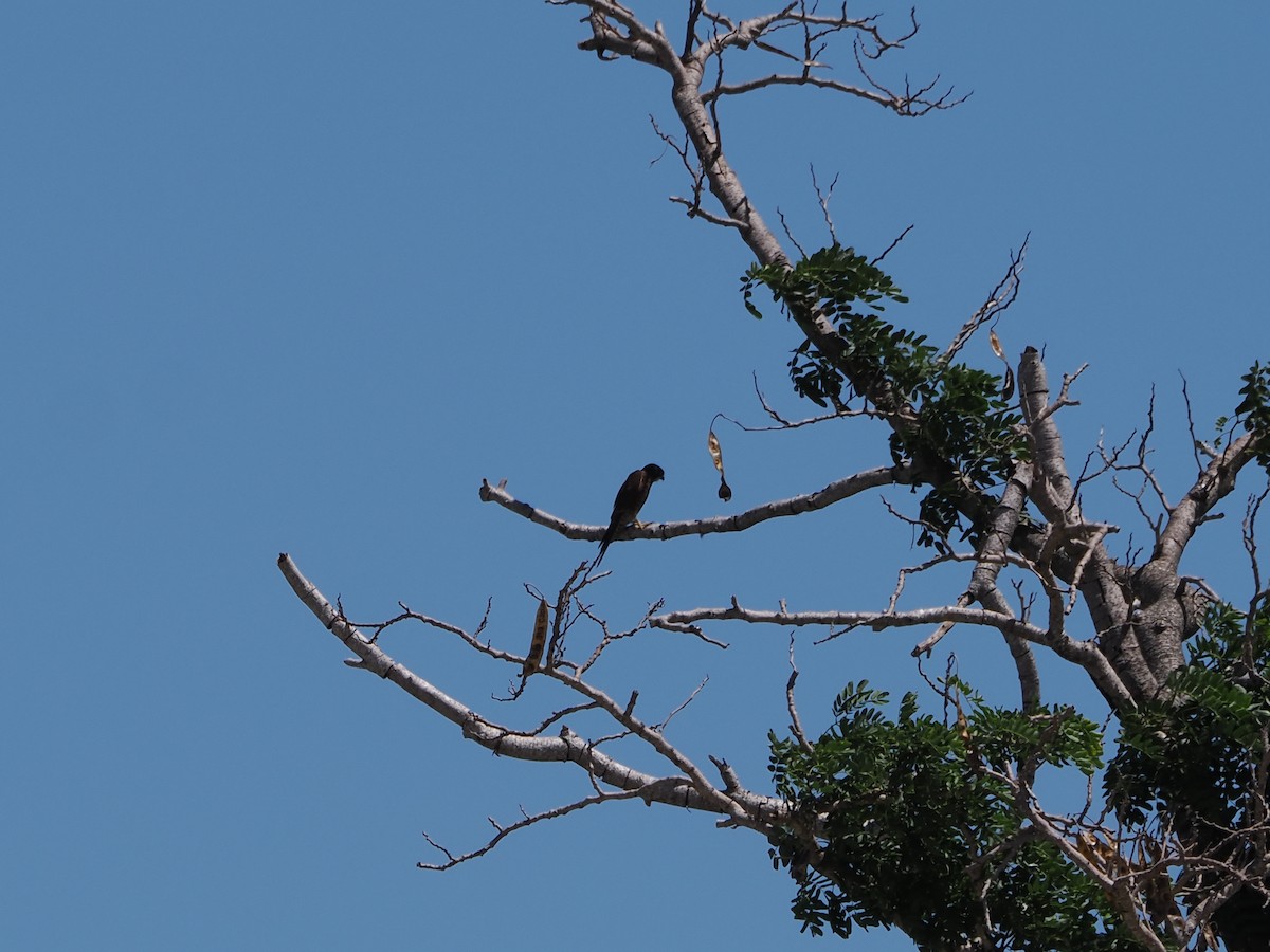 Боривітер смугастогрудий - ML648388915