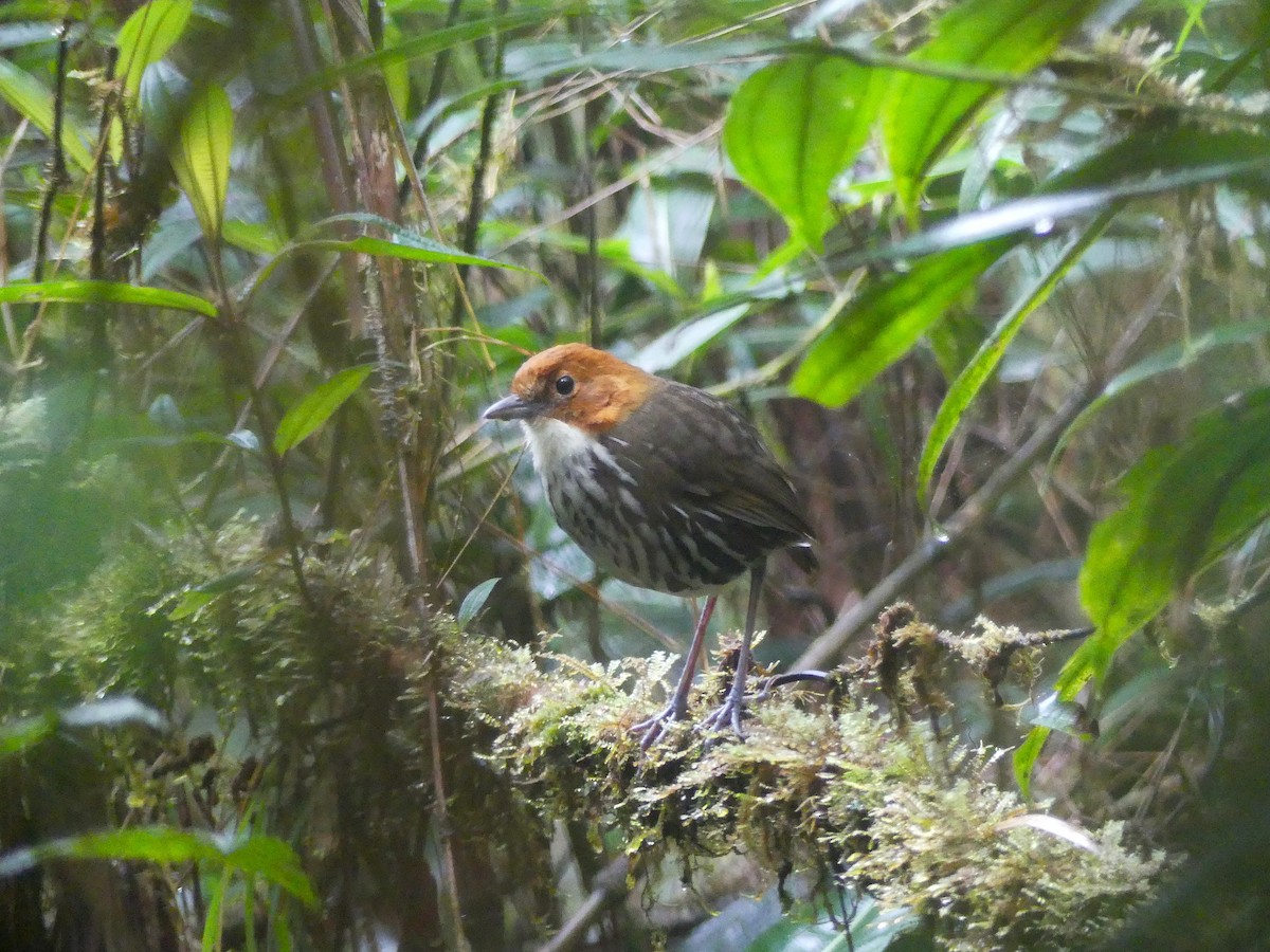 Chestnut-crowned Antpitta - ML648389094