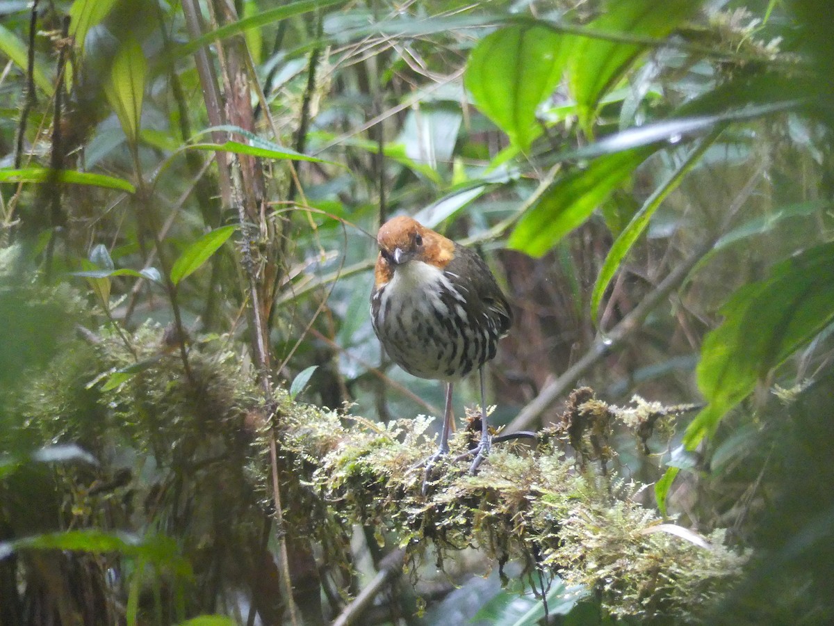 Chestnut-crowned Antpitta - ML648389097