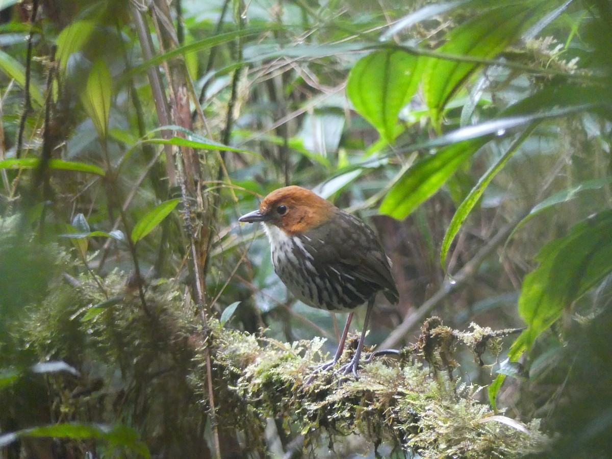 Chestnut-crowned Antpitta - ML648389098