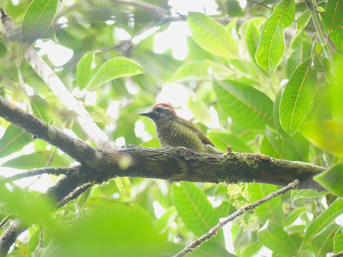Yellow-vented Woodpecker - ML648389123