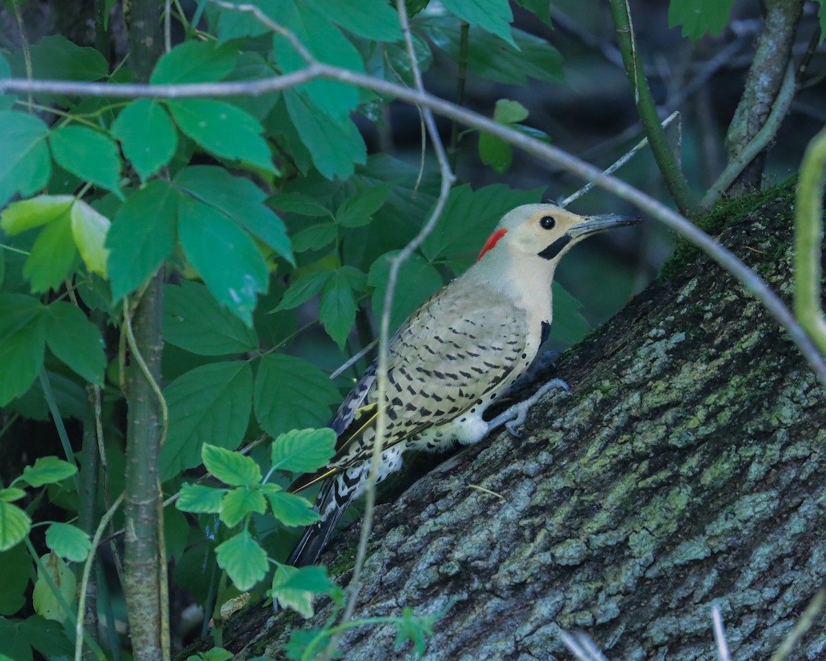 Northern Flicker - ML648389326