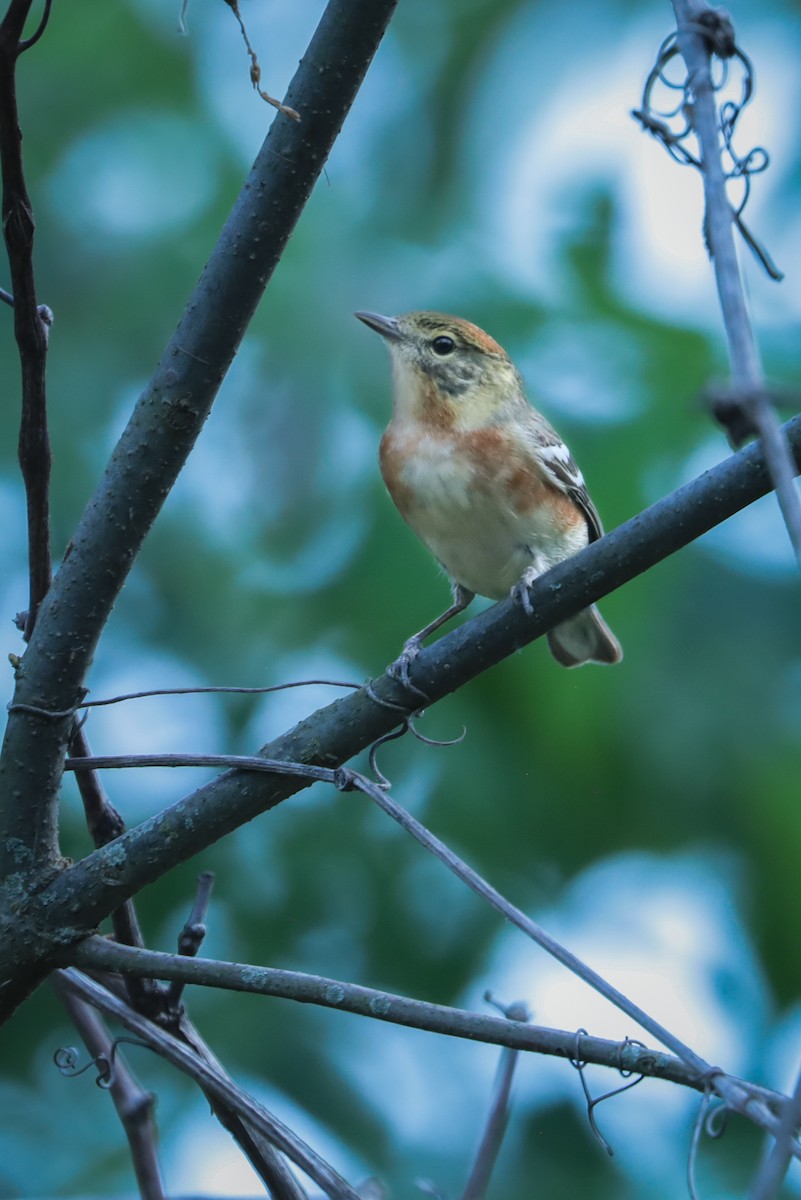 Bay-breasted Warbler - ML648389382