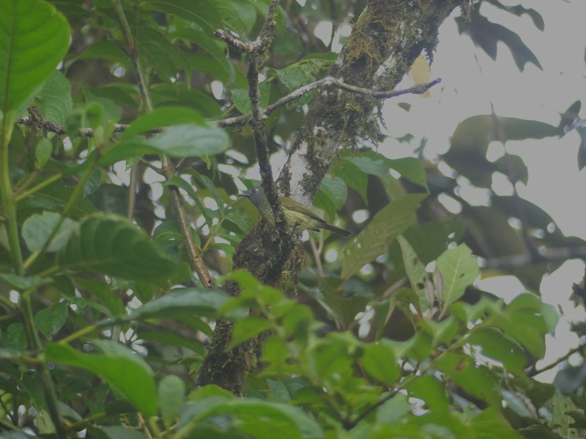 Streak-necked Flycatcher - ML648389385