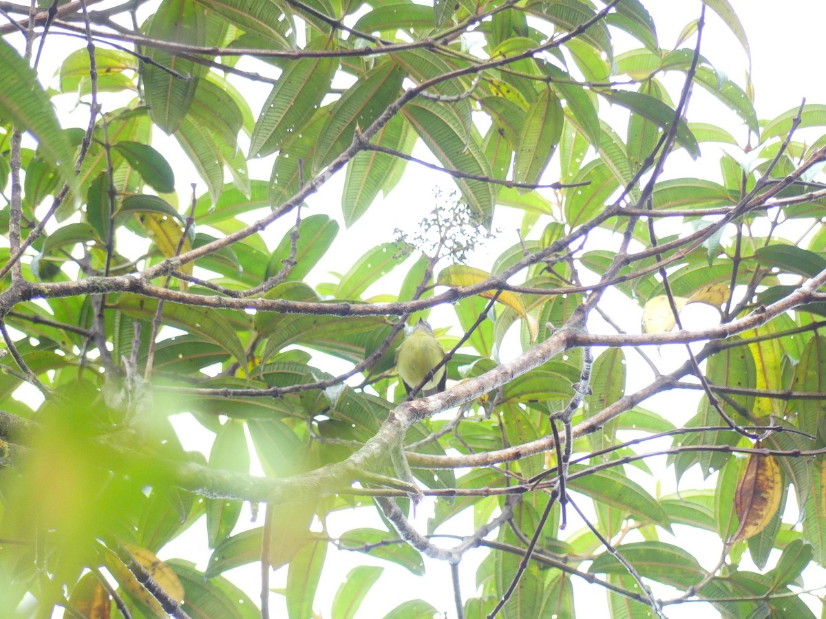 Sulphur-bellied Tyrannulet - ML648389403