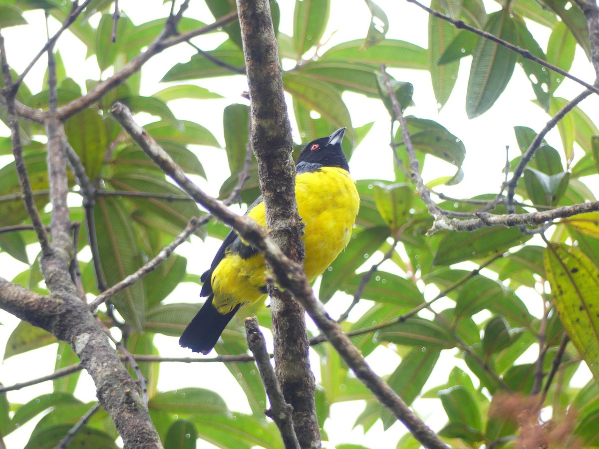 Hooded Mountain Tanager - ML648389428
