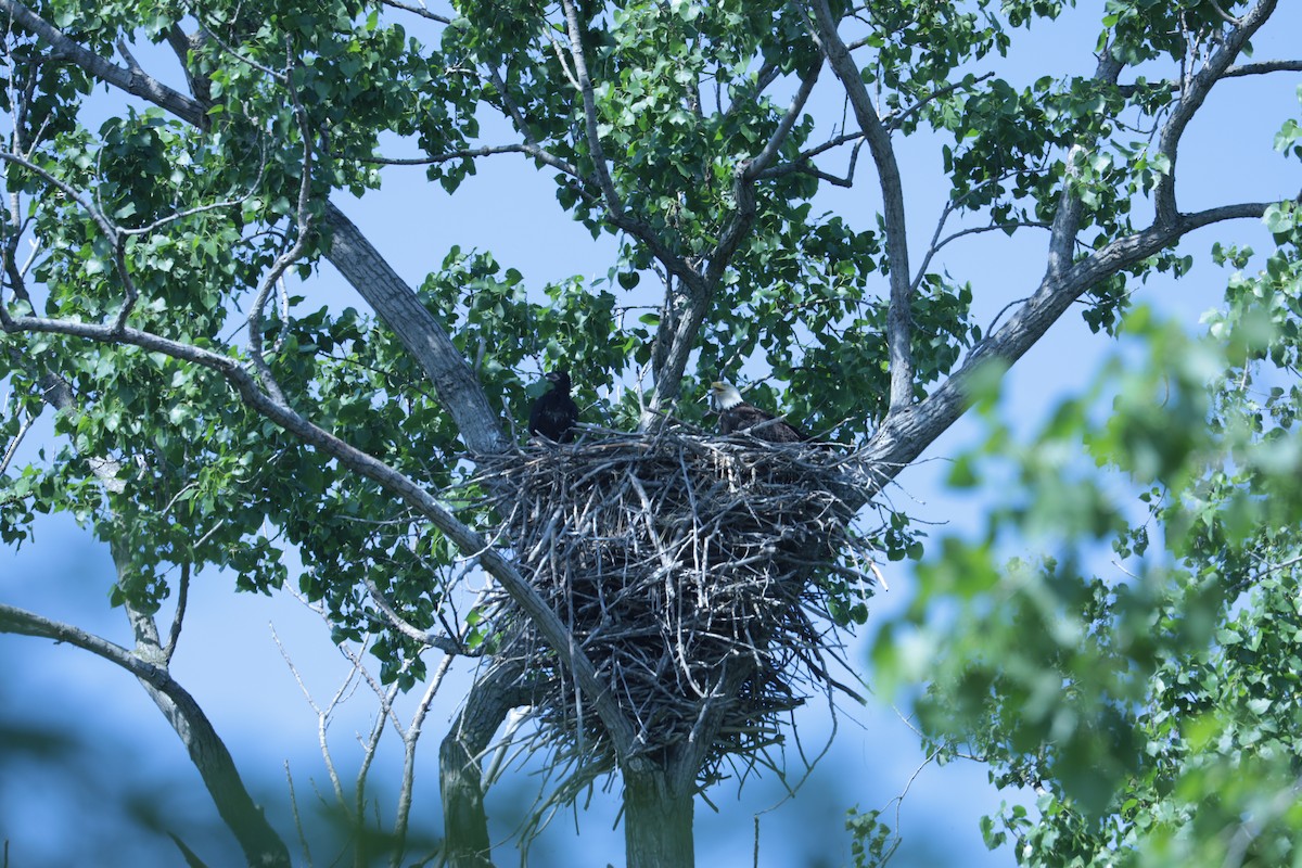 Bald Eagle - ML648389452