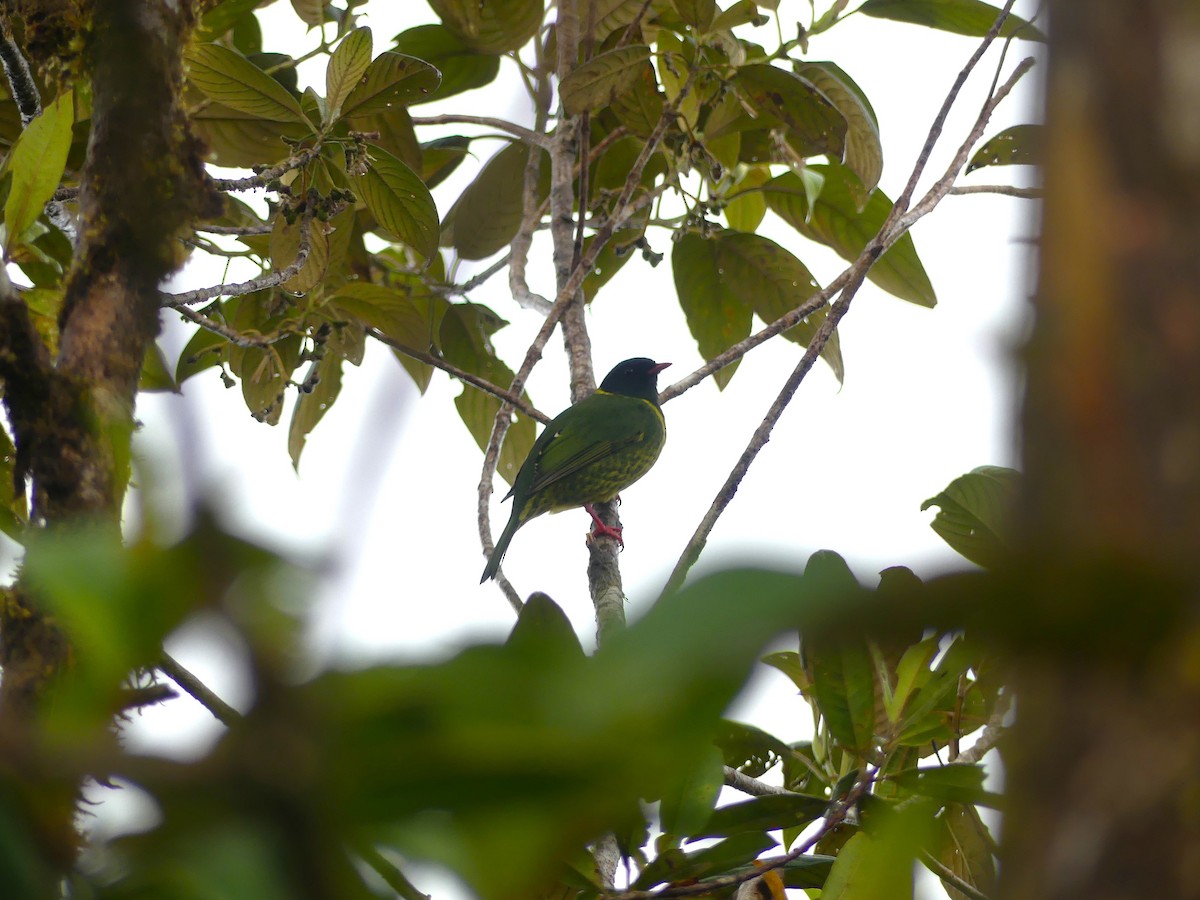 Green-and-black Fruiteater - ML648389482