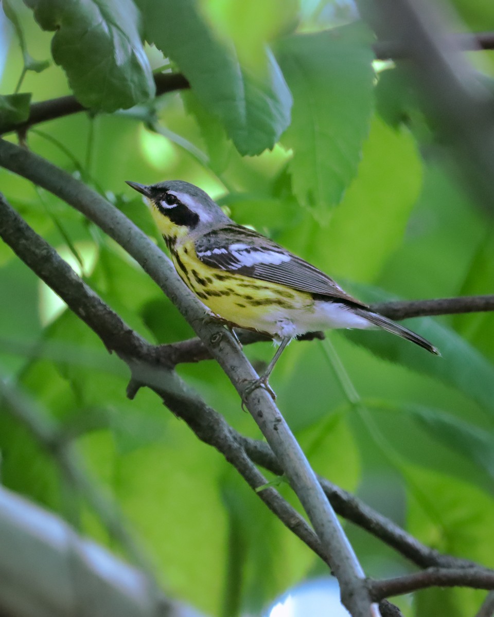 Magnolia Warbler - ML648389497