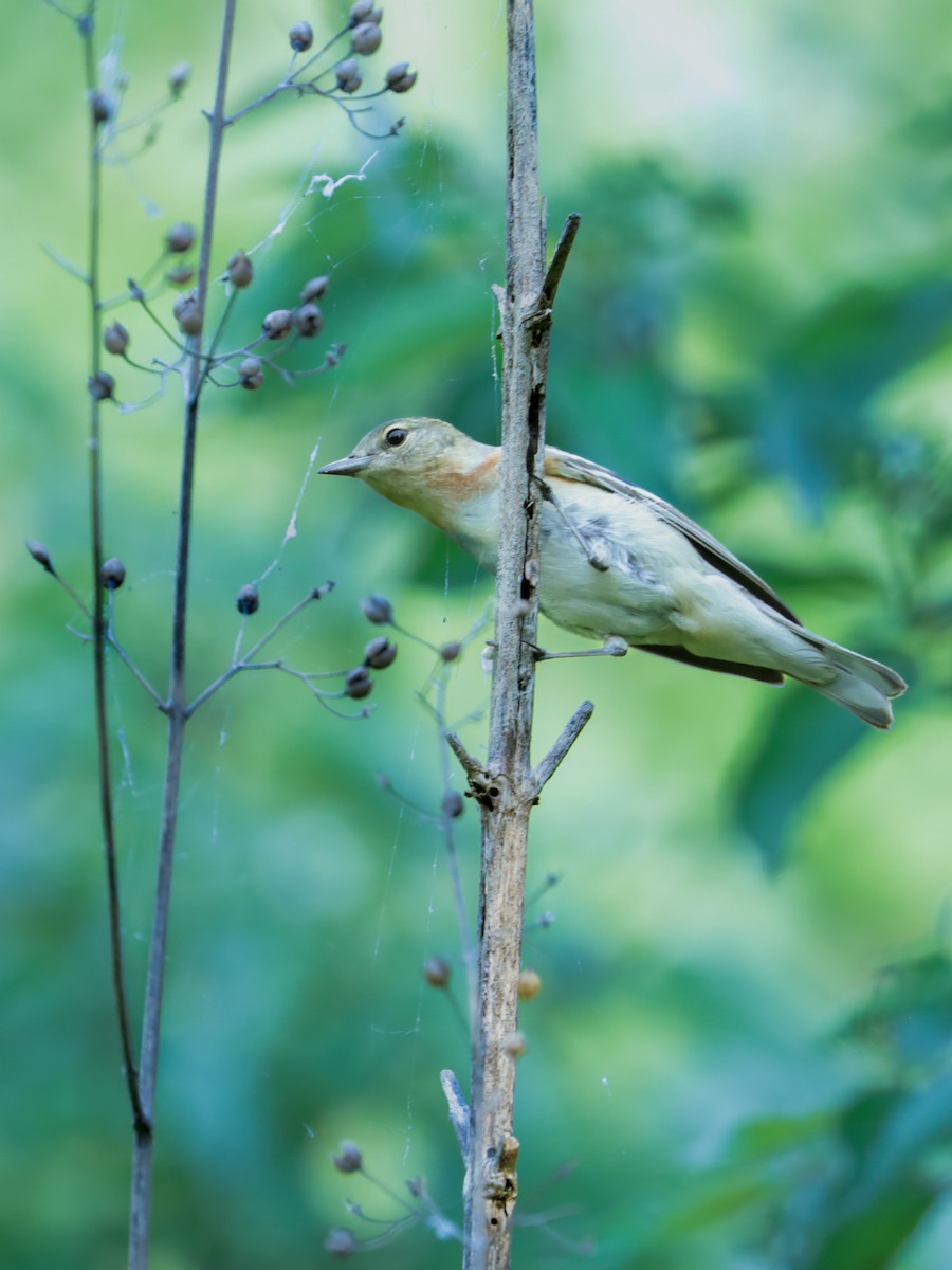 Bay-breasted Warbler - ML648389528
