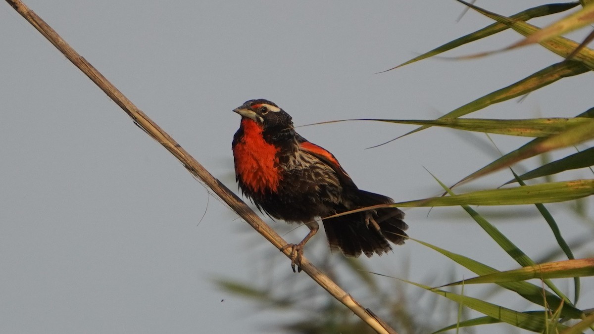 Peruvian Meadowlark - ML648390097