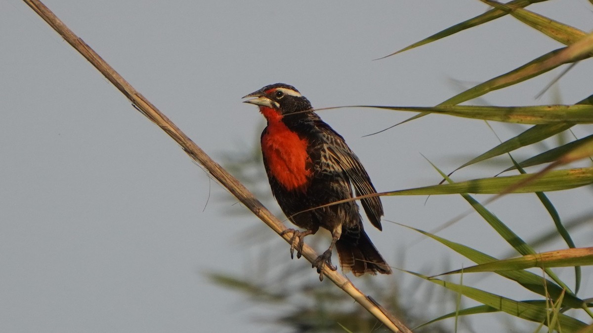 Peruvian Meadowlark - ML648390099