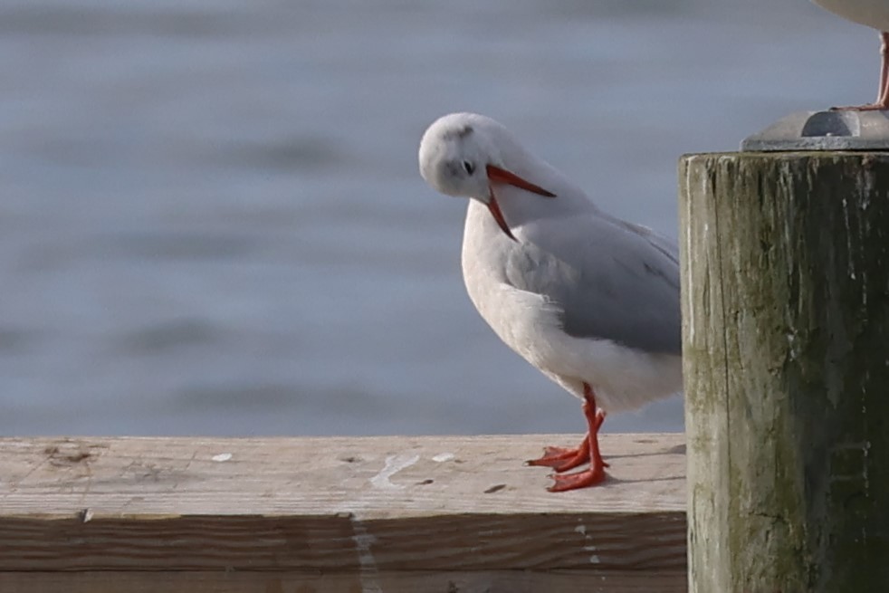 Озёрная чайка - ML648390278