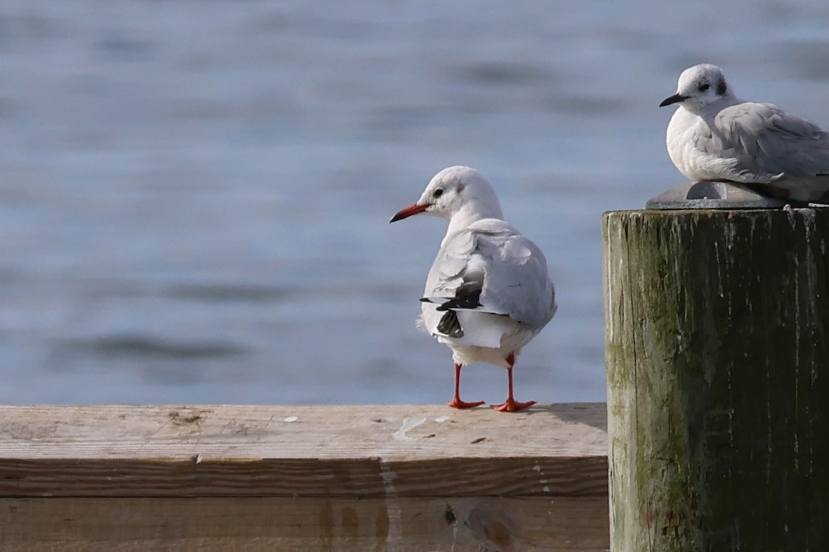 Озёрная чайка - ML648390287