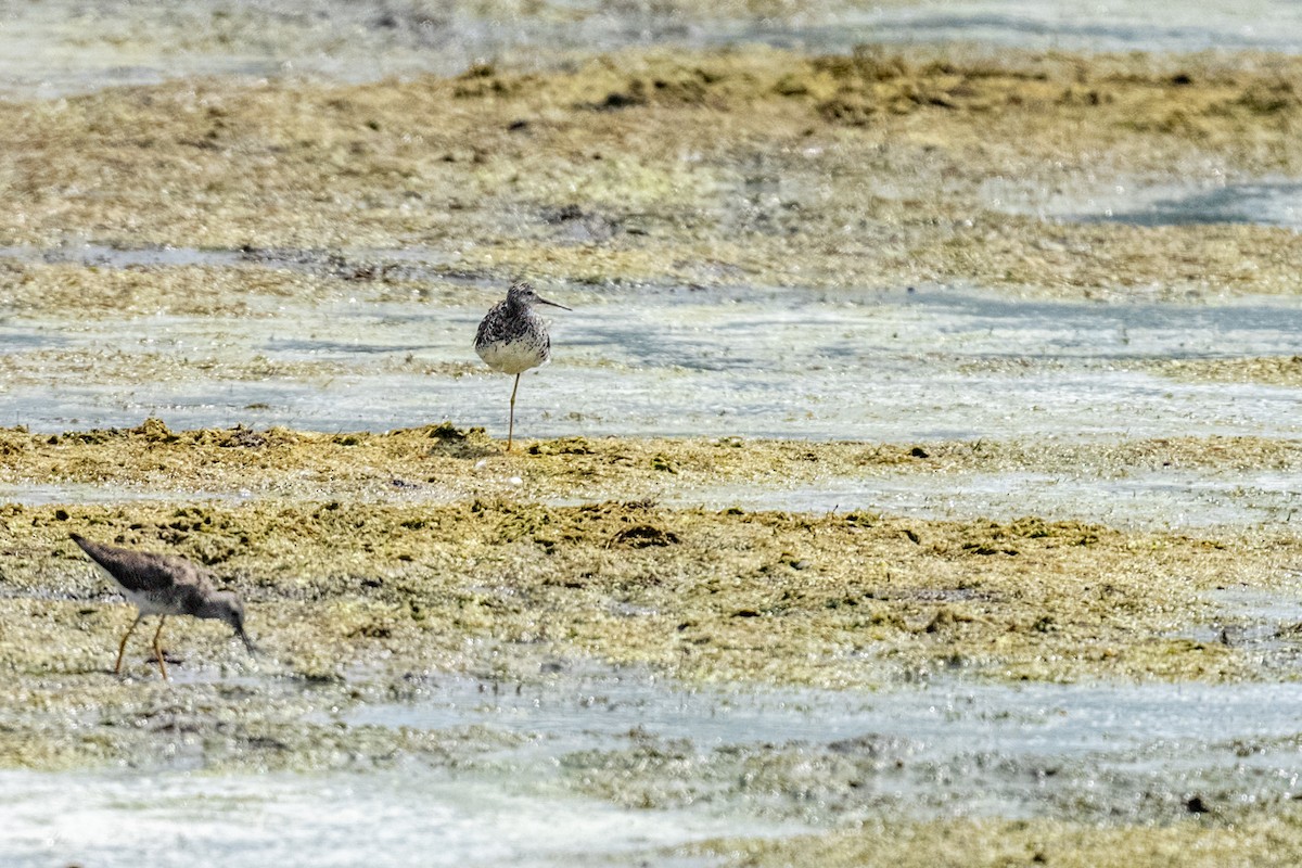 Grand Chevalier - ML648390406