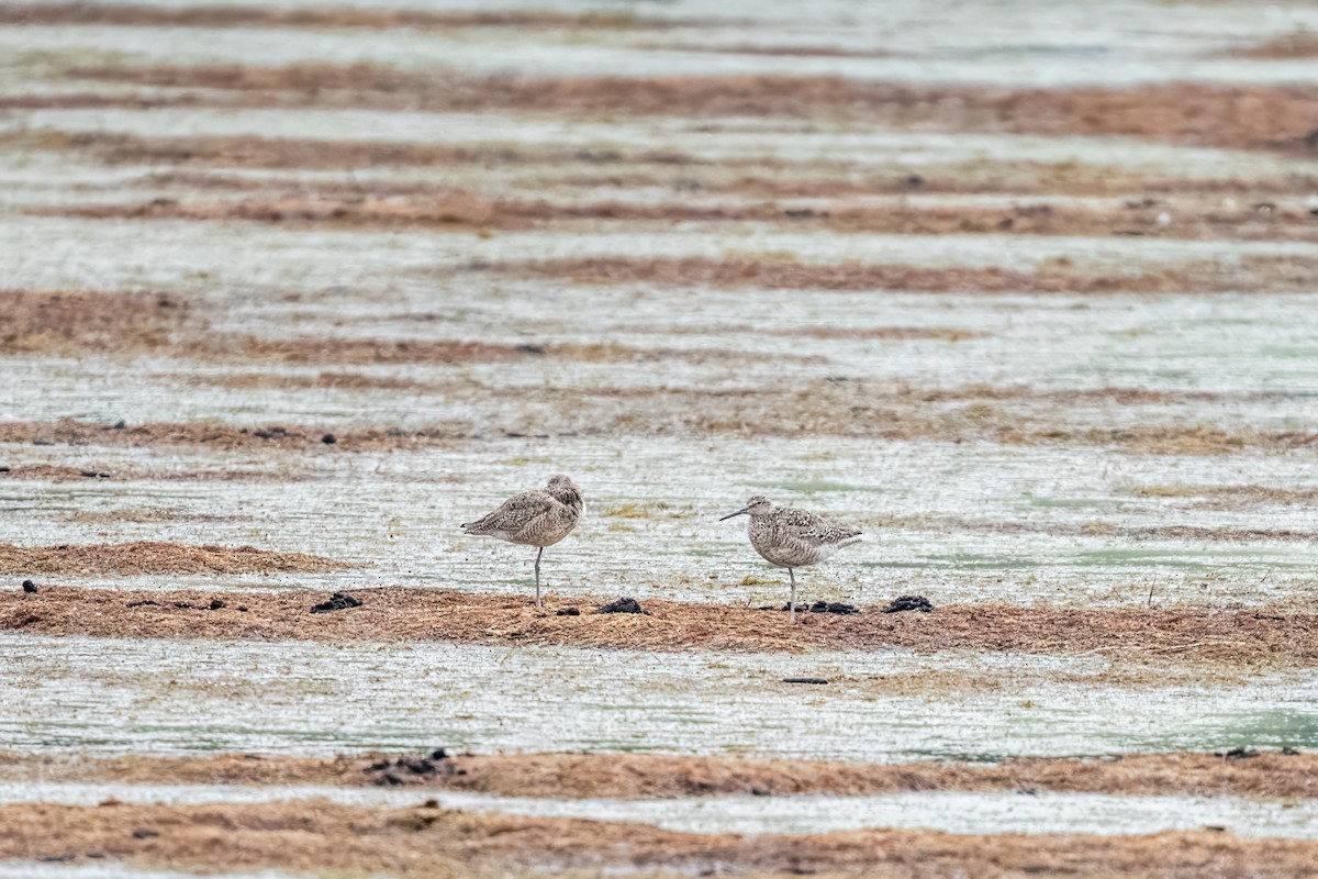 Chevalier semipalmé - ML648390701