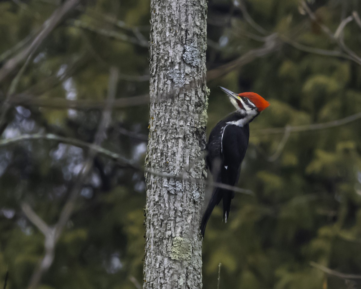 Kuzey Amerika Kara Ağaçkakanı - ML648390895