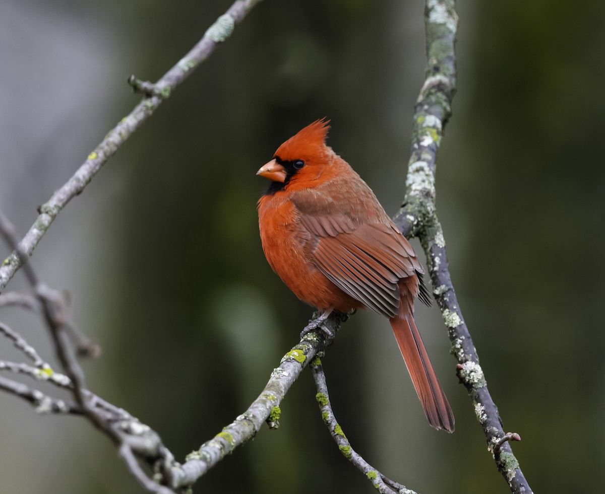 Kırmızı Kardinal - ML648390899