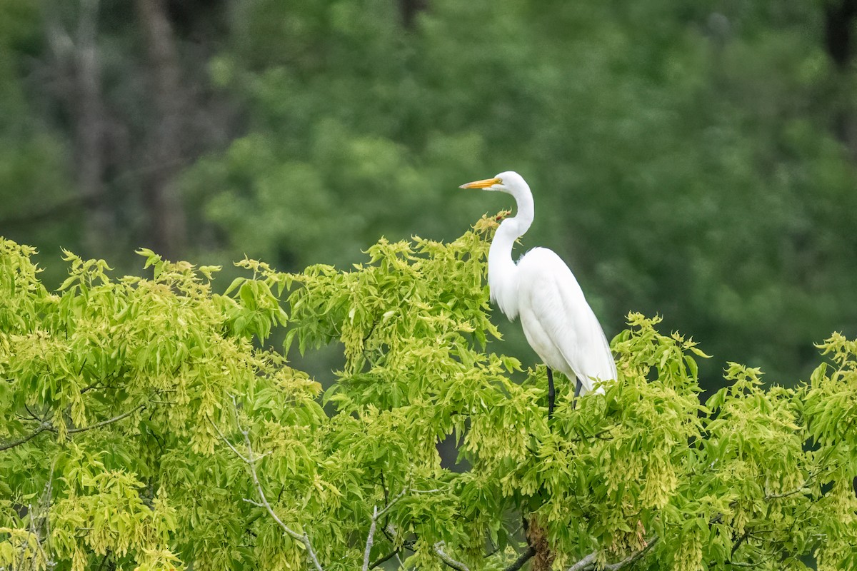 Grande Aigrette - ML648391787