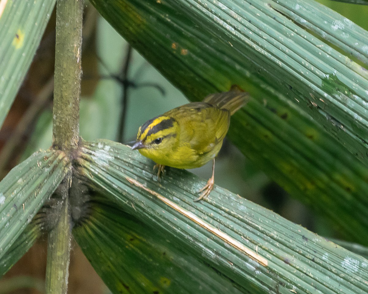 Chocówaldsänger - ML648391864