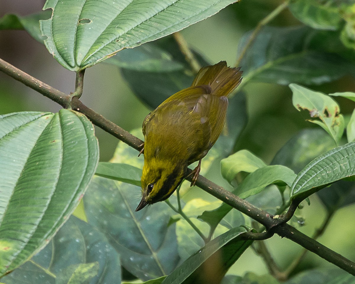 Chocówaldsänger - ML648391915