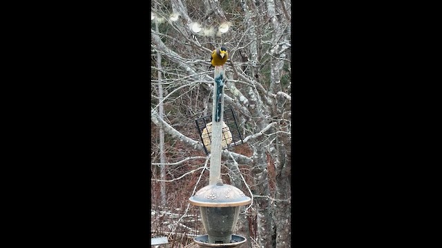 Evening Grosbeak - ML648392549
