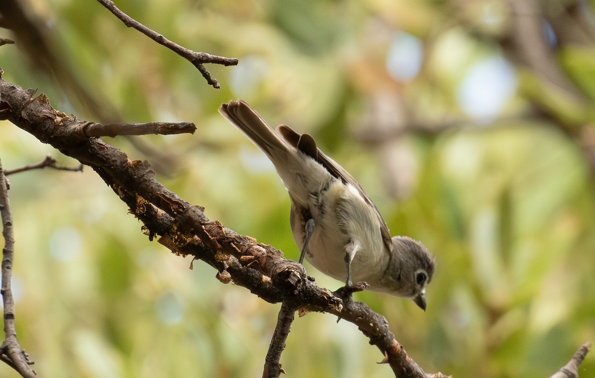 Віреон попелястий - ML648392654