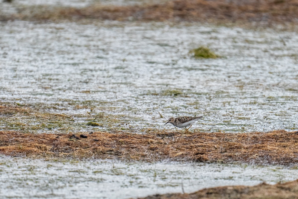 Bécasseau minuscule - ML648393094