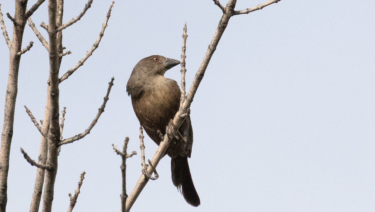 Вашер червоноокий - ML648393361