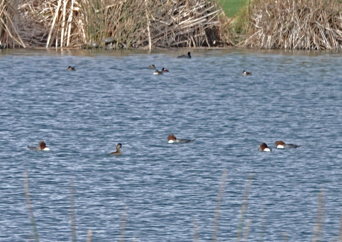 Common Merganser (North American) - ML648394484