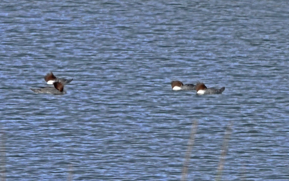 Common Merganser (North American) - ML648394490