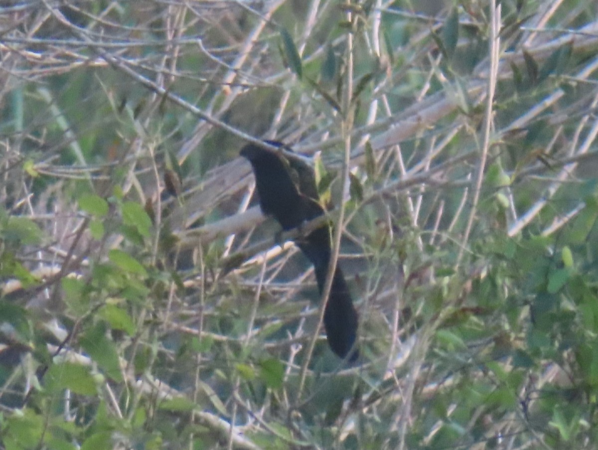 Garrapatero Asurcado - ML648394568