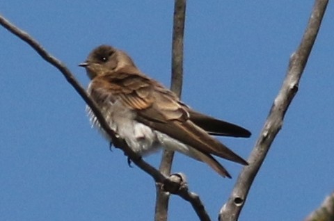 Northern Rough-winged Swallow - Jon G.