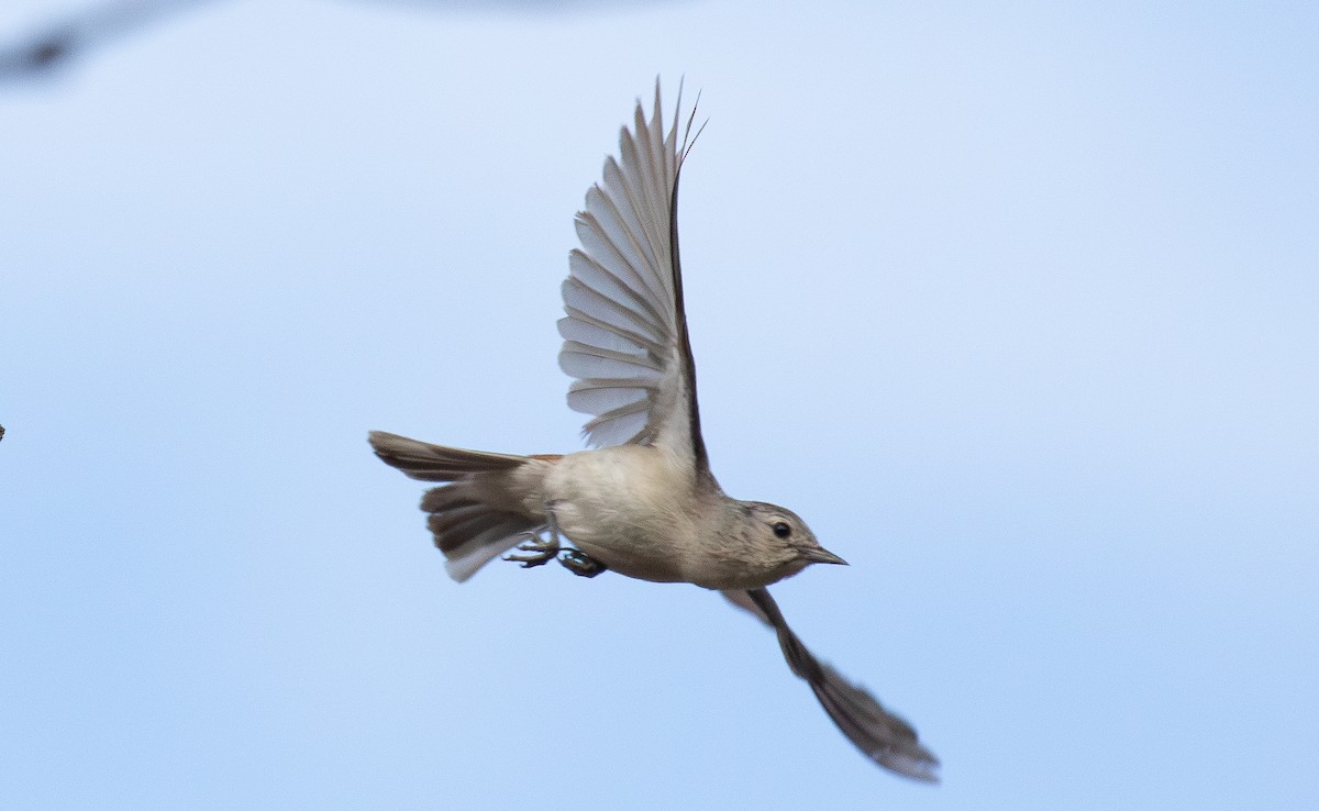 Червоїд рудогузий - ML648395137